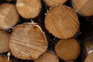 6096360402_4_logs-norway-spruce-softwood